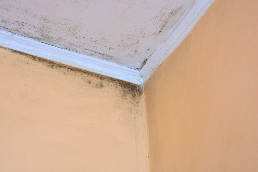 52248686 - mold in a edge of a room